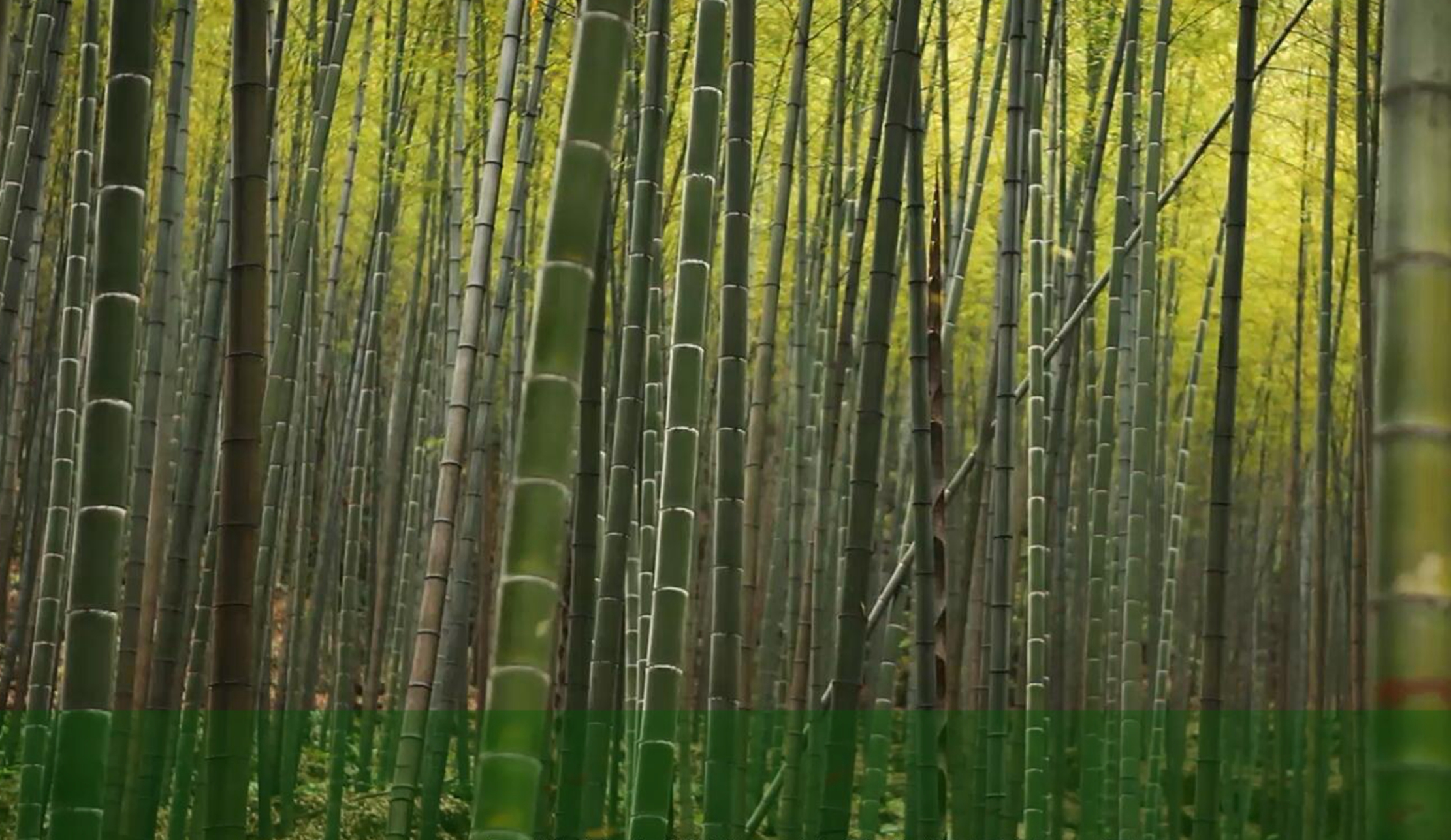 pg电子游戏试玩(中国)官方网站